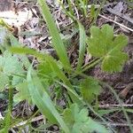 Bowlesia incana Leaf