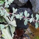 Atriplex laciniata Leaf