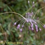 Allium coloratum Flower