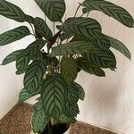 Ctenanthe setosa Liść