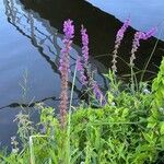 Lythrum virgatum Fiore