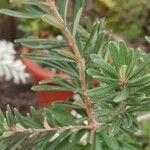 Banksia marginata List