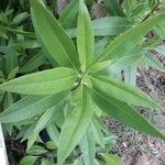 Bontia daphnoides Leaf