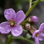 Cardamine loxostemonoides Συνήθη χαρακτηριστικά