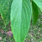 Piper aduncum Leaf