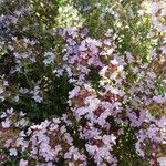 Thymus vulgaris Flor