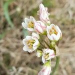 Nothoscordum gracile Blüte