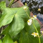 Sagittaria latifoliaBlüte