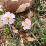 Tuberaria lignosa Flower