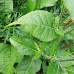 Nicotiana langsdorffii Leaf