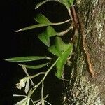 Epidendrum conopseum Cvet