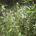 Strobilanthes saccata Yeri