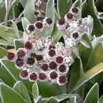 Helichrysum devium Virág