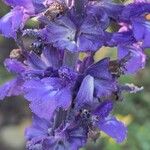 Salvia farinacea Flower