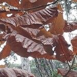 Magnolia macrophylla Leaf