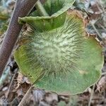 Datura inoxia Fruit