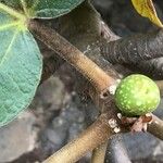 Ficus vasta Frukt