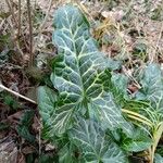 Arum italicum Liść