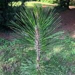 Pinus taeda Blad