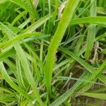 Plantago ovata Blad