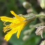 Hieracium prenanthoides Flower