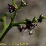 Scrophularia frutescens Kukka