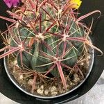 Ferocactus latispinus Лист