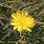 Launaea lanifera Квітка