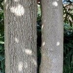 Stenocarpus sinuatus Bark