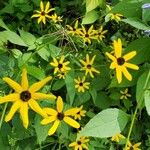 Rudbeckia trilobaFlor