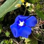 Gentiana sierrae Flower