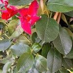 Mandevilla sanderiFlor