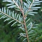 Tsuga heterophylla Leaf