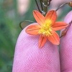 Bulbine frutescens 花