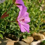 Geranium richardsonii Fiore