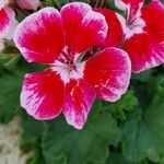 Pelargonium zonaleFlower