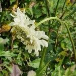 Cephalaria gigantea Flower