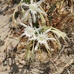 Pancratium maritimum फूल