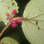 Miconia reitziana Flower
