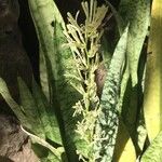 Sansevieria trifasciata Flower