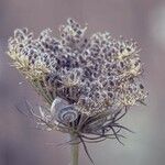 Daucus carota Květ