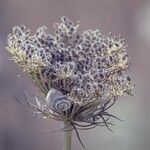 Daucus carota 花