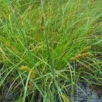 Carex vulpinoidea Fruit