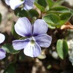 Viola argenteria