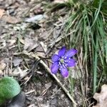 Anemone hepaticaFloro