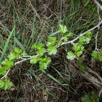 Ribes roezlii Habit