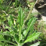 Biscutella arvernensis Jani