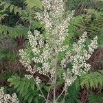 Sorbaria sorbifolia Blomma