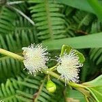Psidium cattleyanum Flower