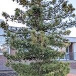 Pinus cembra Vivejo